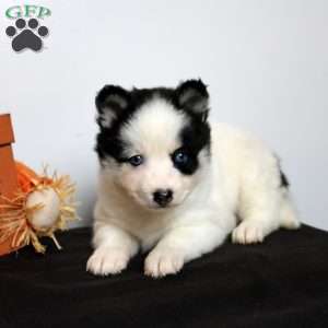 Harlow, Pomsky Puppy